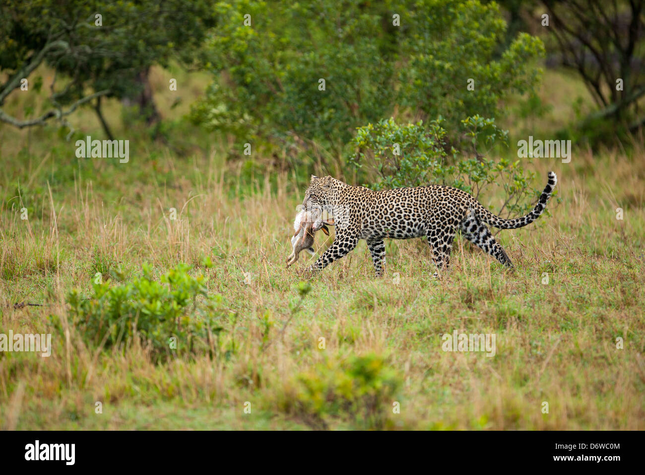Leopard with prey Stock Photo