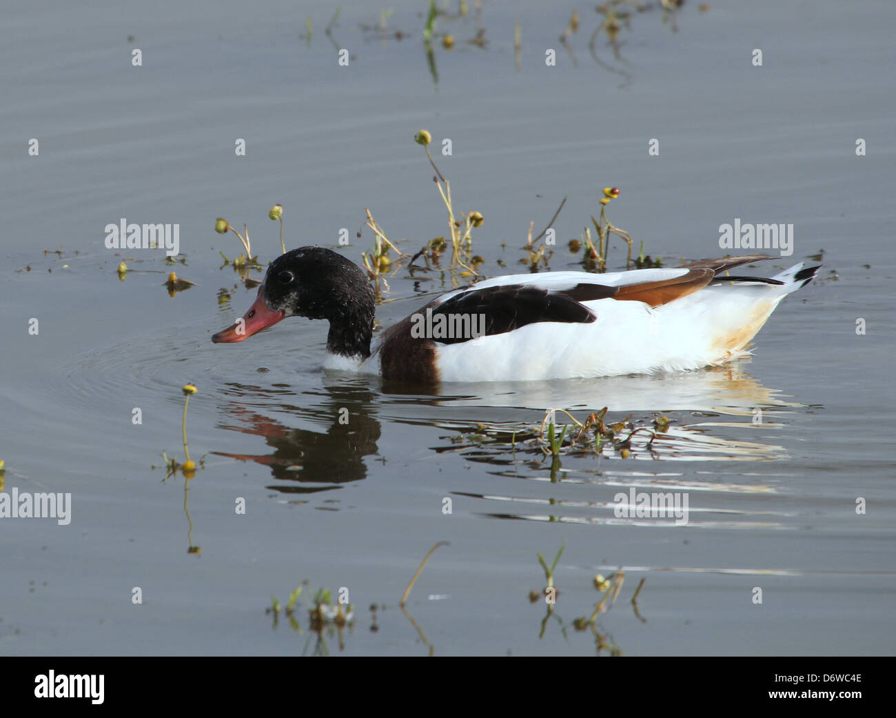 Detailed close up of a juvenile  Shelduck (Tadorna Tadorna) foraging in wetlands Stock Photo