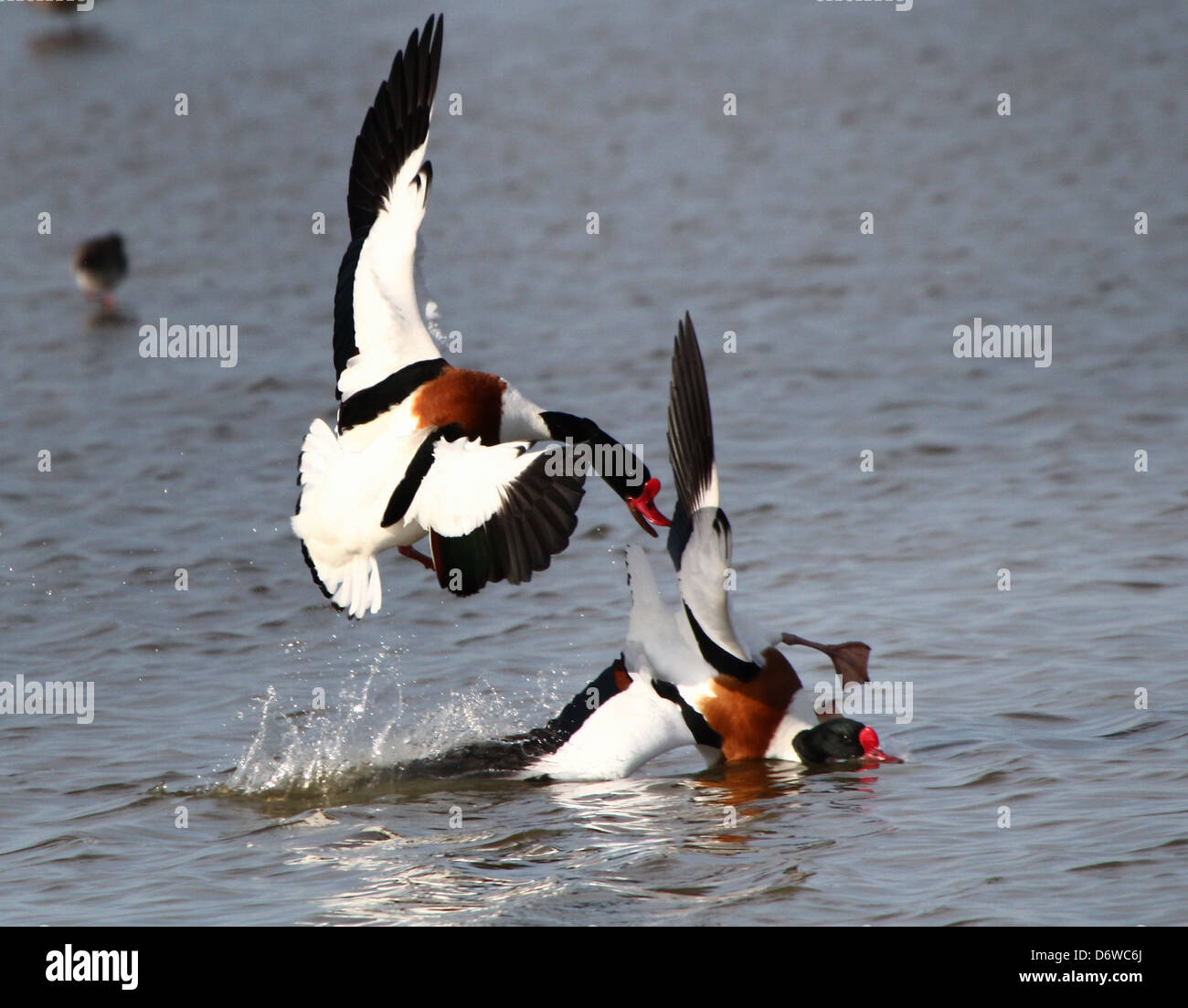 Detailed close up of a pair of male Eurasian  Shelducks (Tadorna Tadorna) fighting each other in the water Stock Photo