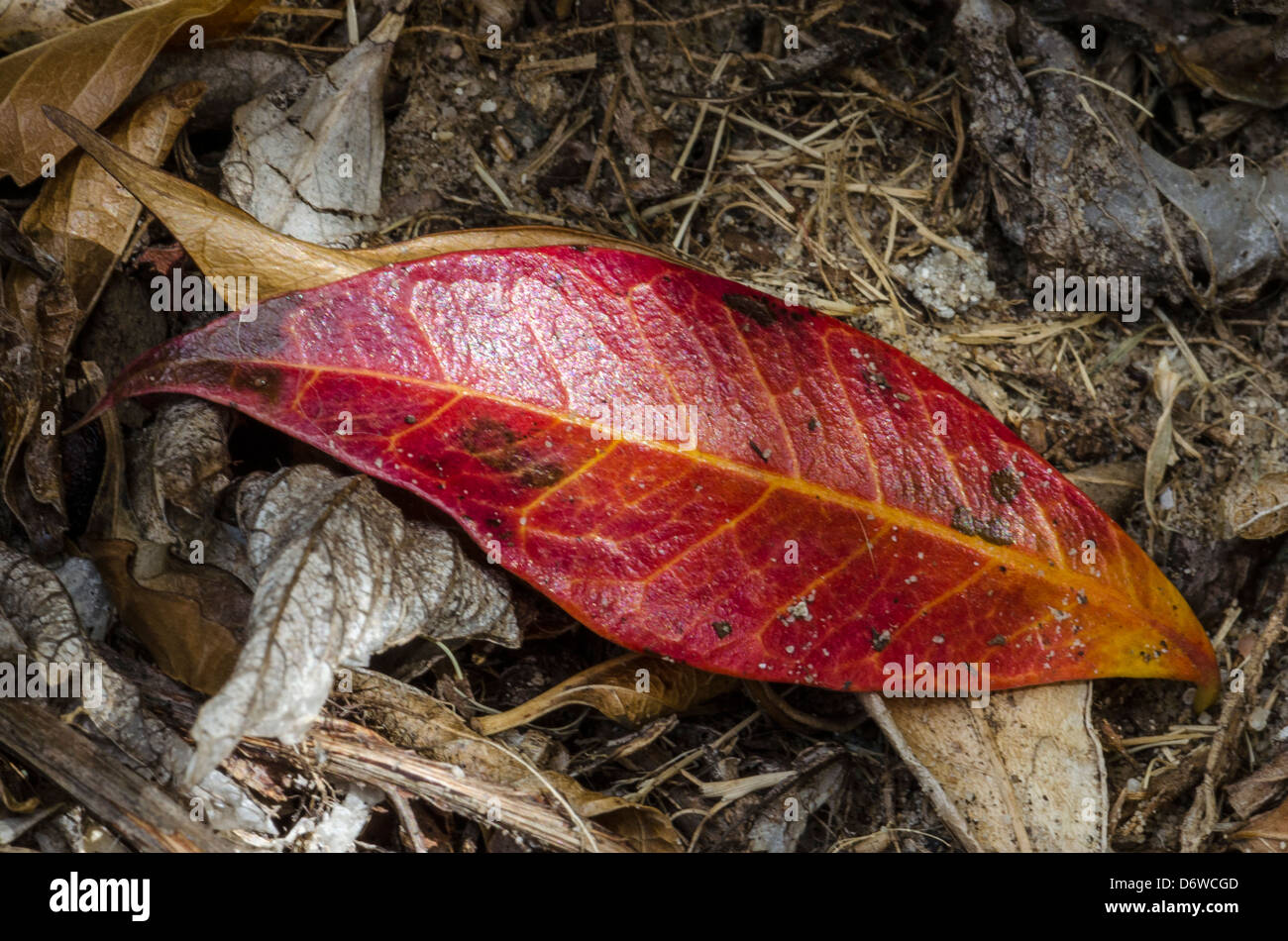Red Autumn Leaf Stock Photo