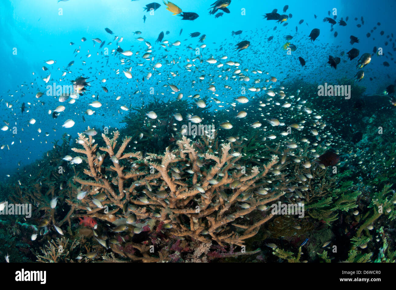 A school of chromis and other tropical fish swim over a coral reef Stock Photo