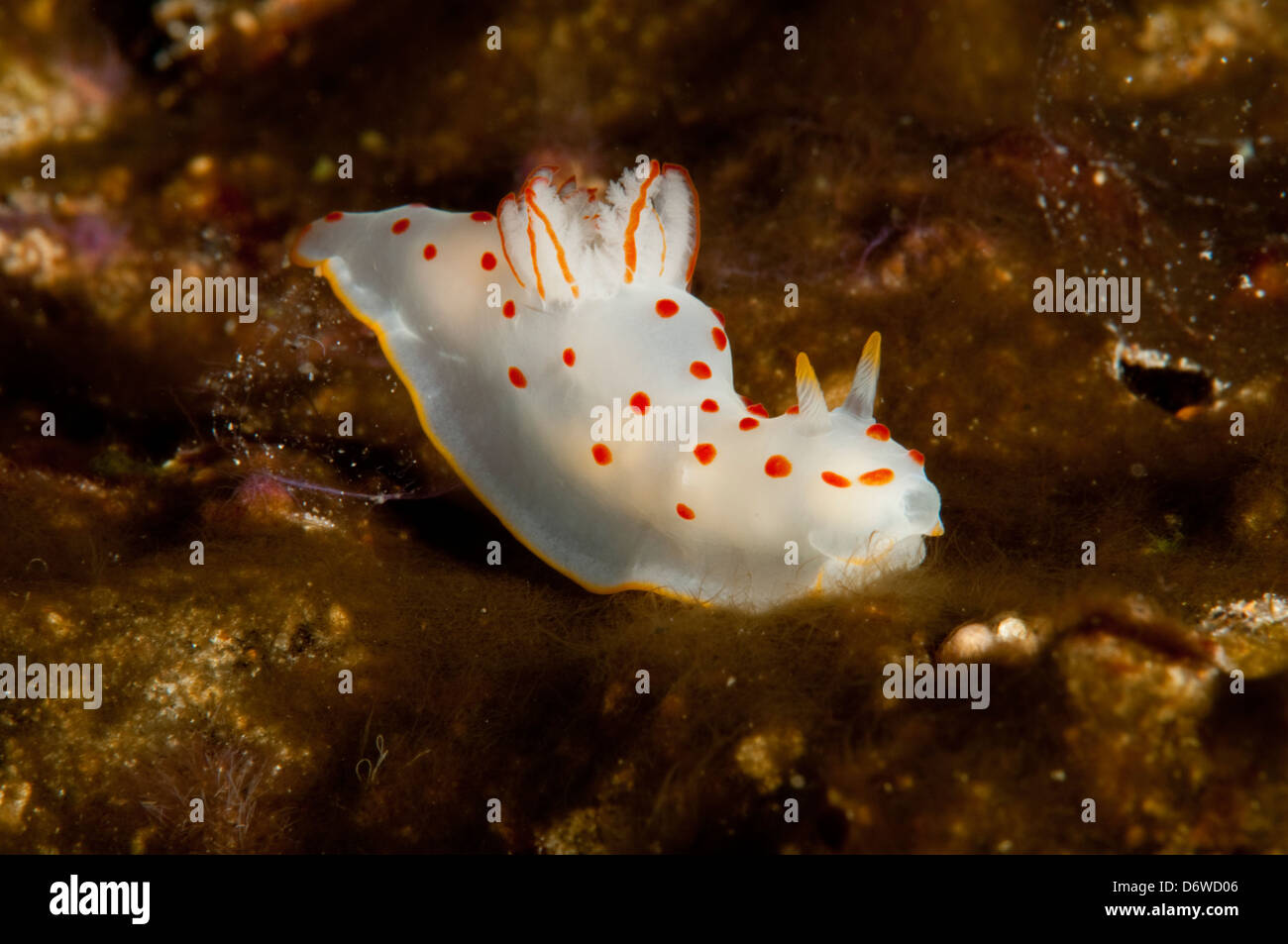 A bright white and orange nudibranch crawls over a reef Stock Photo