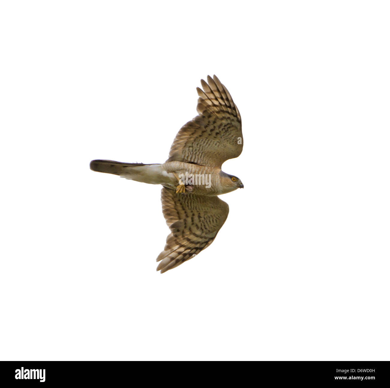 Sparrowhawk Accipiter nisus Stock Photo