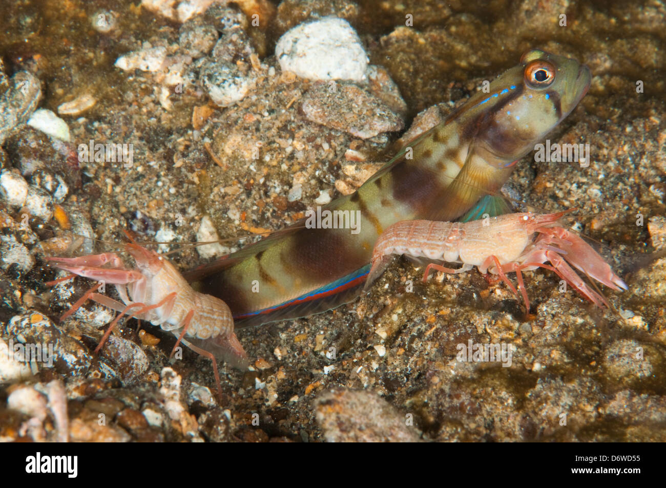 This shrimp goby gives protection to the two blind shrimp that work all day at keeping his hole clear. Stock Photo