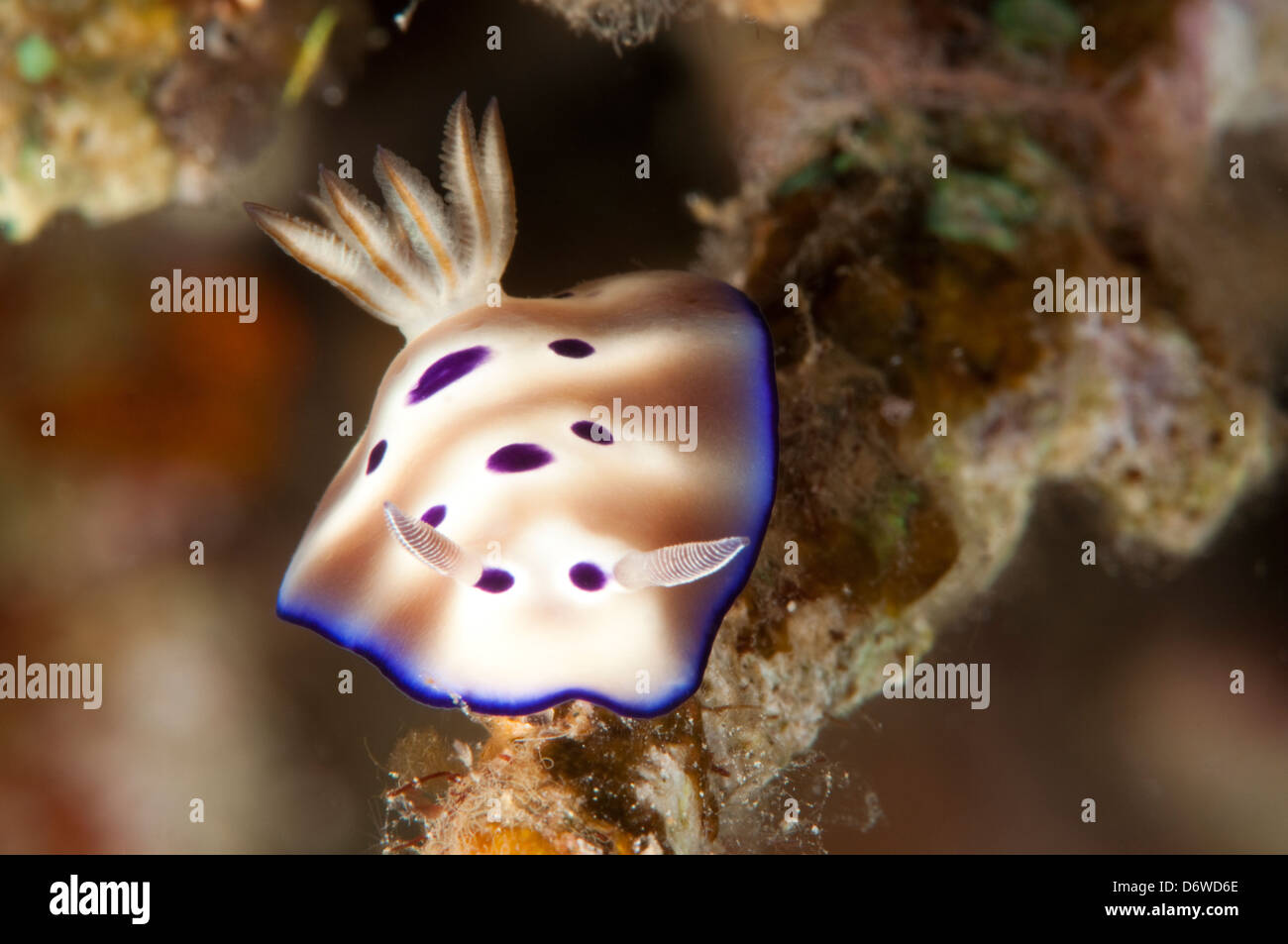Spotted nudibranch crawling over reef Stock Photo