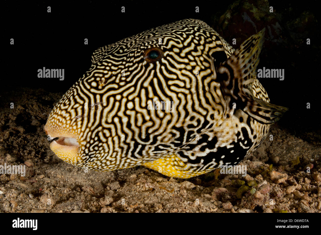 Star pufferfish swimming over rocky reef at night Stock Photo