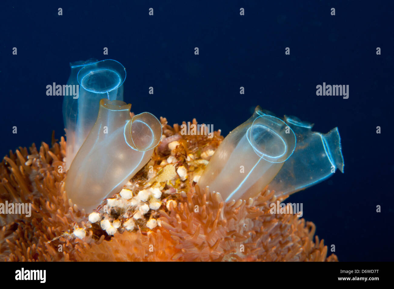 Sea Squirts also known as tunicates filter feeding while attached to rocky reef outcrop Stock Photo