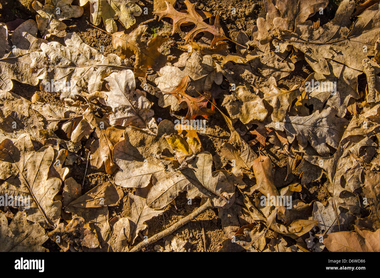 Autumn Leaves on the Ground Stock Photo