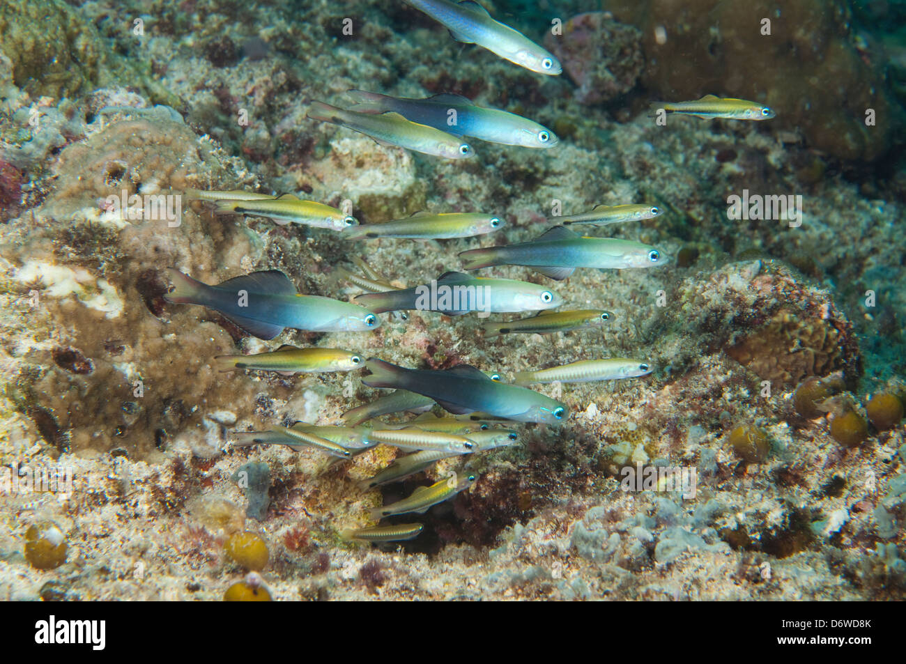 Two tone dart fish hovering over rocky reef Stock Photo