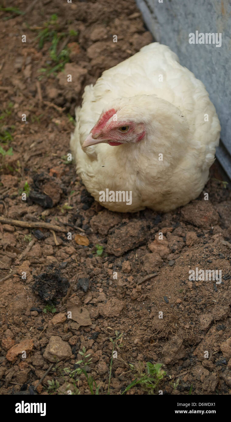 Young Hen Sitting on the Ground Stock Photo