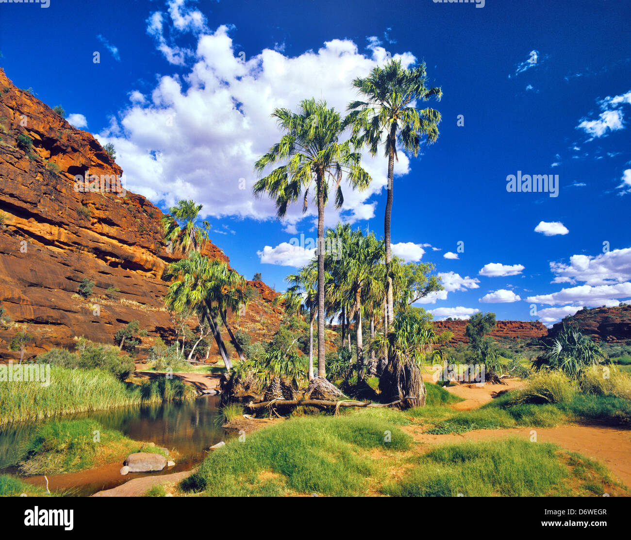 Australia, Northern Territory, Finke Gorge National Park, the desert oasis palm valley with the unique Livistona mariare Stock Photo