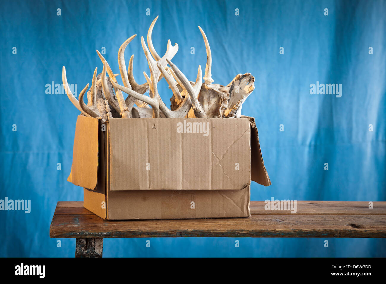 Box of bones on table Stock Photo