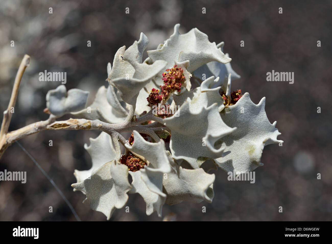 Desert Holly (Atriplex hymenelytra) with flowers. Death Valley National Park, California, USA. Stock Photo