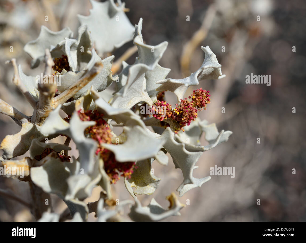 Desert Holly (Atriplex hymenelytra) with flowers. Death Valley National Park, California, USA. Stock Photo