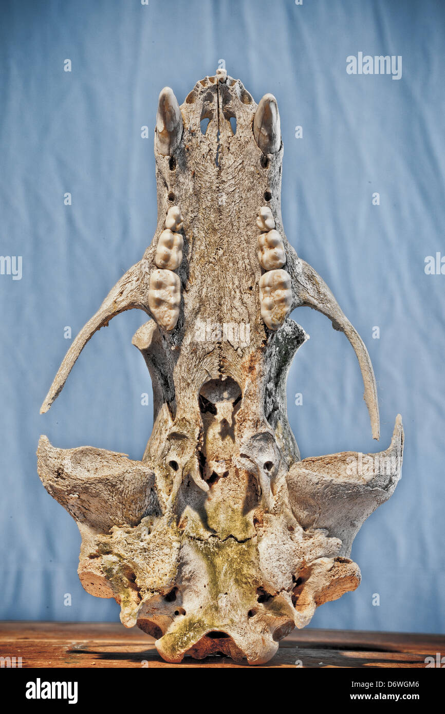 bear bones skull Stock Photo
