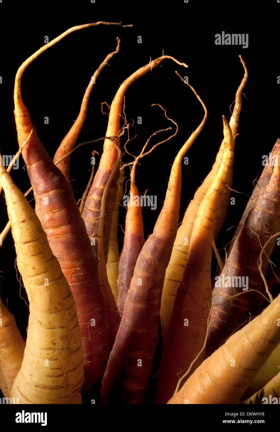 Bunch of raw carrots, studio shot Stock Photo Alamy