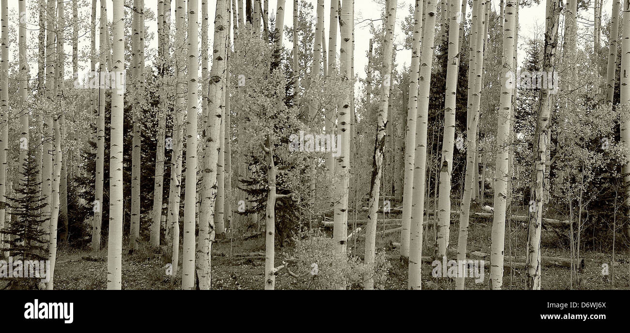 Forest Colorodo USA, Colorado, Forest Stock Photo - Alamy