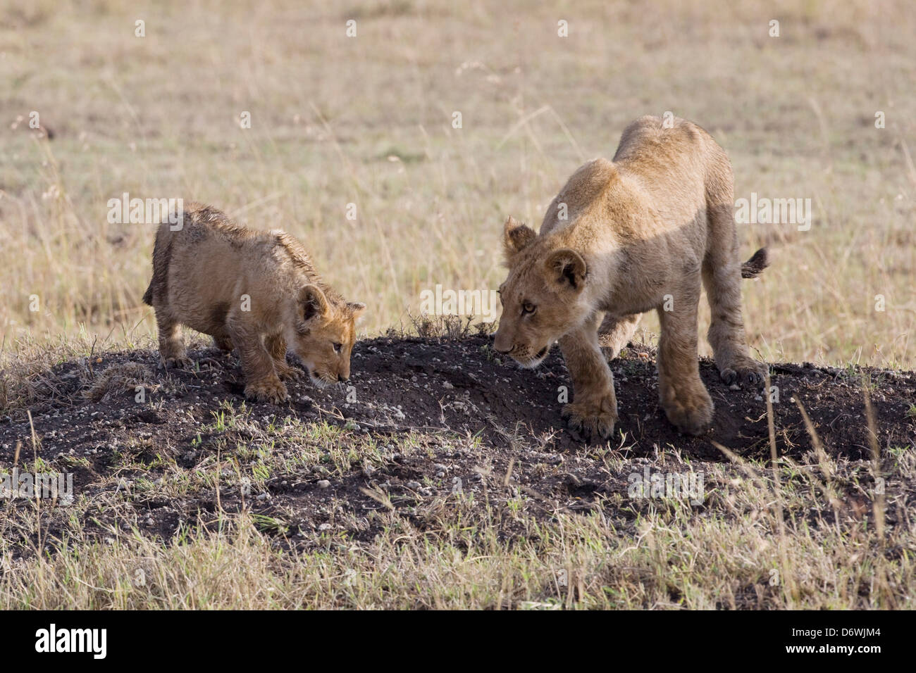 Kenya Lion Cubs In Masai Mara Stock Photo Alamy