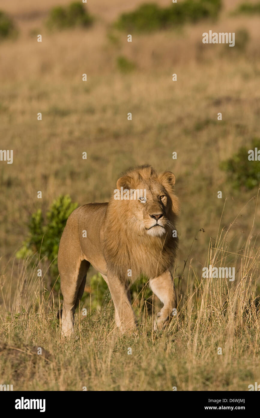 Kenya, male Lion in Masai Mara Stock Photo - Alamy
