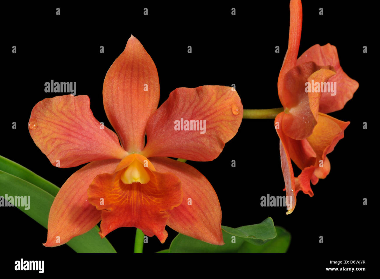 Cattleya flowers Stock Photo