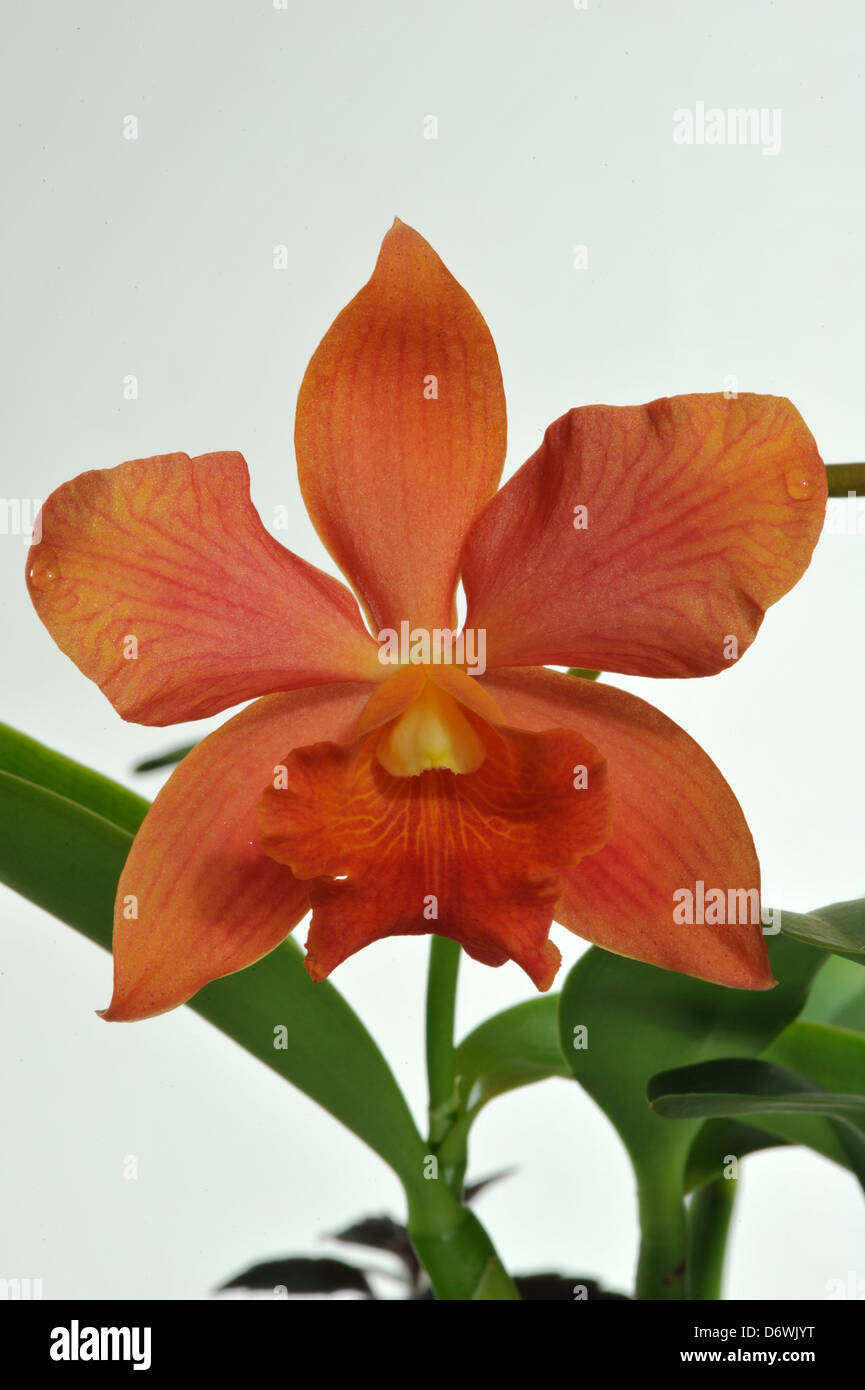 Cattleya flowers on a plant Stock Photo