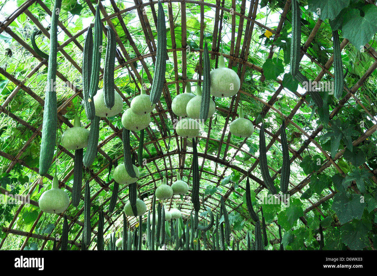Squash growing in a greenhouse at Royal Flora Ratchaphruek, Chiang Mai