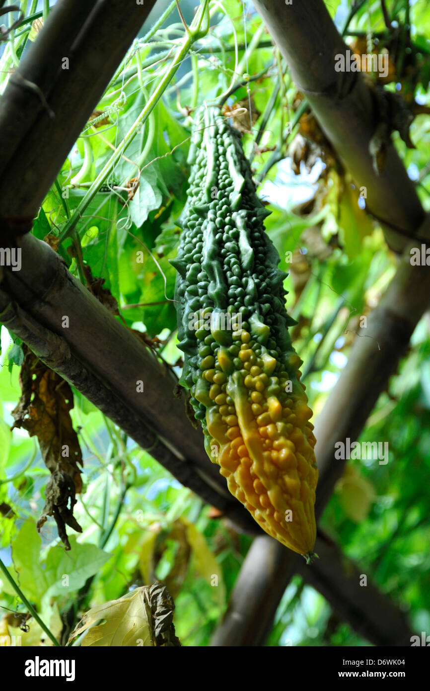 Bitter melon growing in a greenhouse at Royal Flora Ratchaphruek