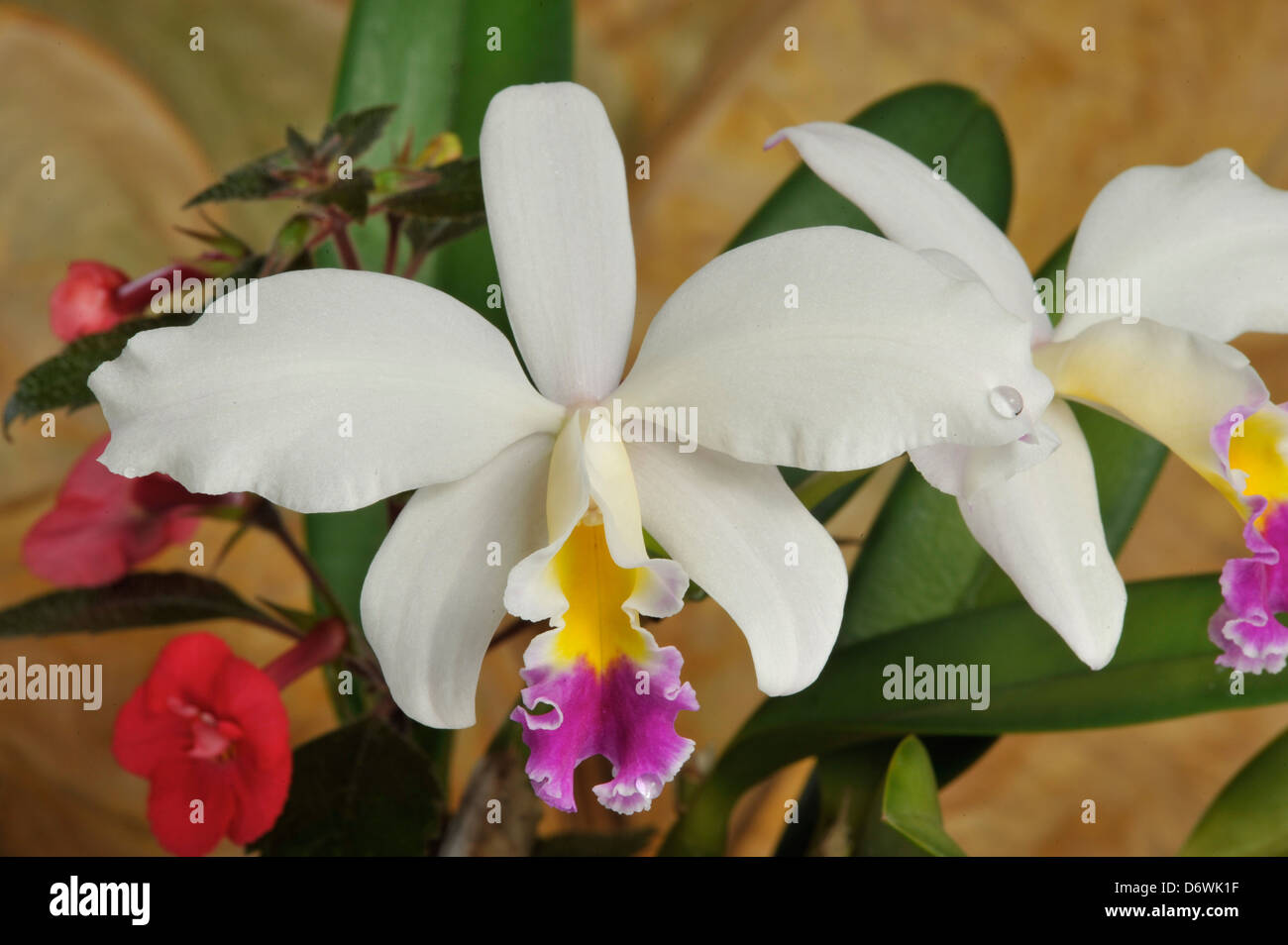 Close-up of Cattleya orchid flowers Stock Photo