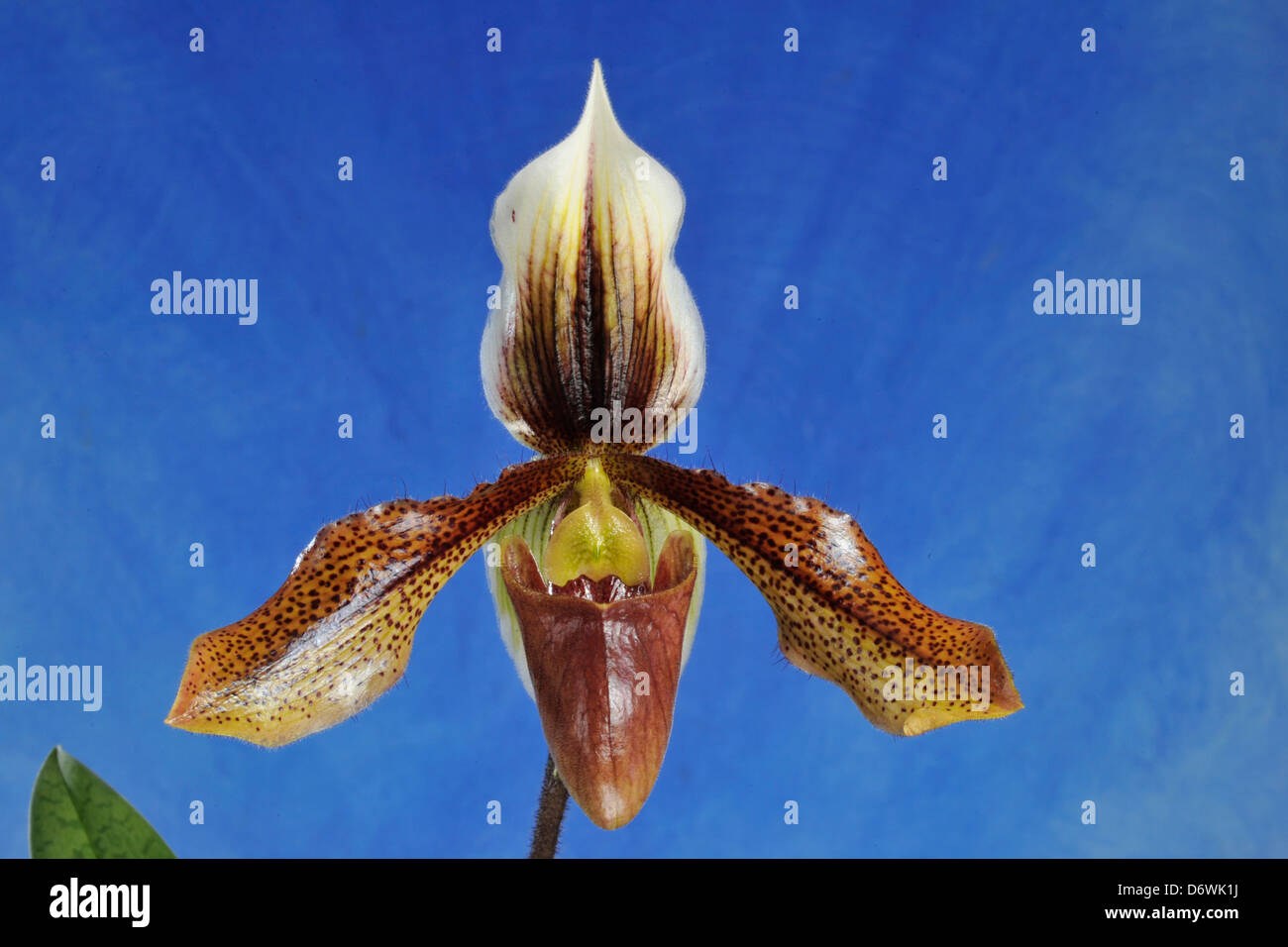 Close-up of Lady's Slipper orchid flower Stock Photo