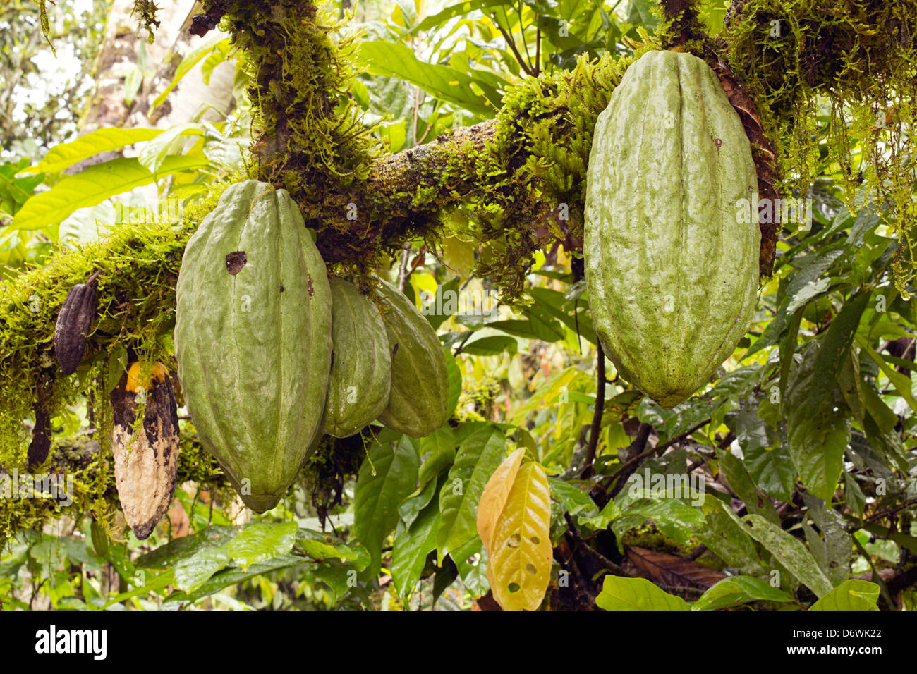 Cacao hires stock photography and images Alamy