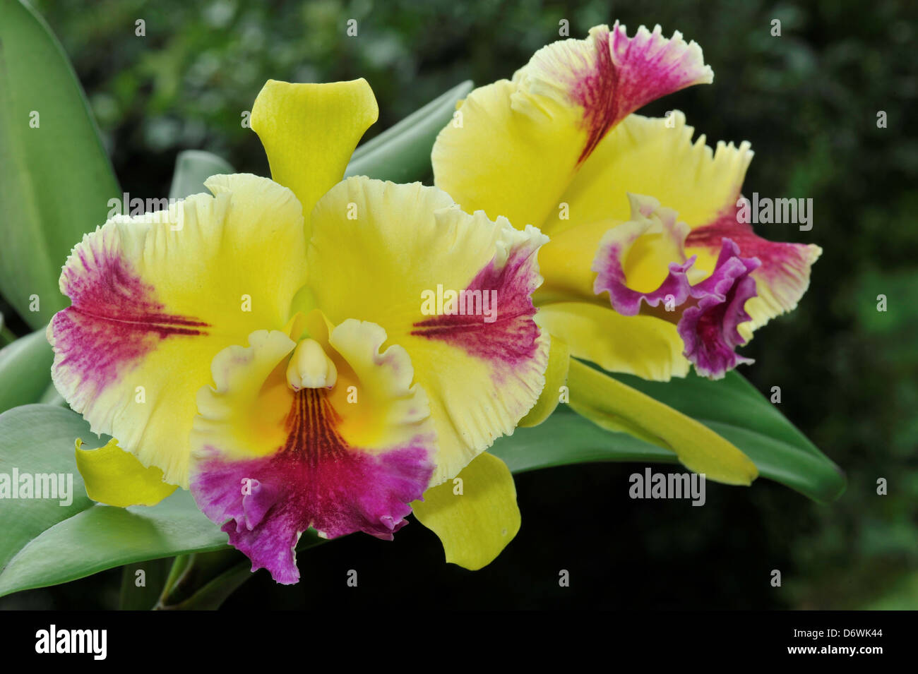 Hwa Yuan Grace 'Elvis' (C.Moscombe x Blc.Mem.Helen Brown) orchid Stock Photo