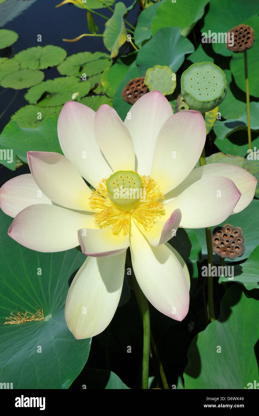 6 Sacred Lotus Seeds (Nelumbo Nucifera) &ndash; Permaculture Wild