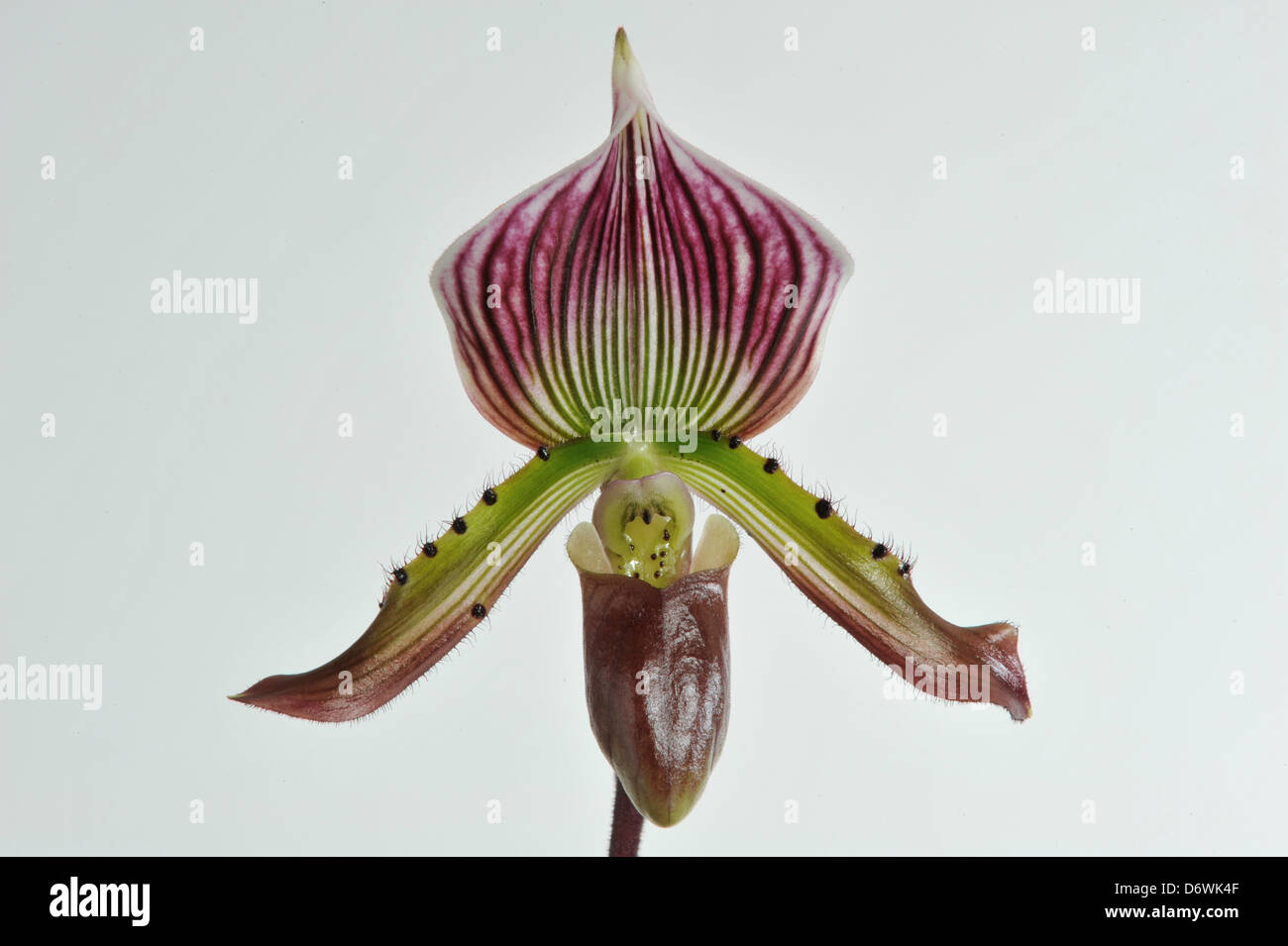 Close-up of a Paphiopedilum Maudiae orchid flower Stock Photo