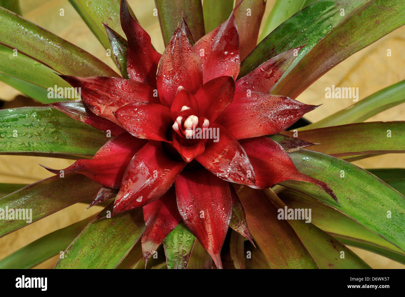 Close-up of Bromeliad Guzmania 'Merlot' flower Stock Photo