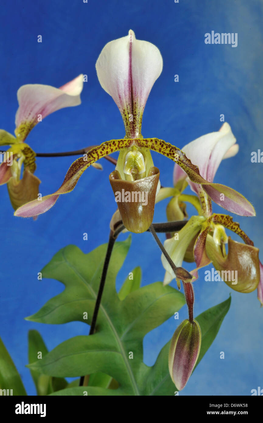 Close-up of Paphiopedilum Peruzzianum (Spicerianum x haynaldianum) flowers Stock Photo
