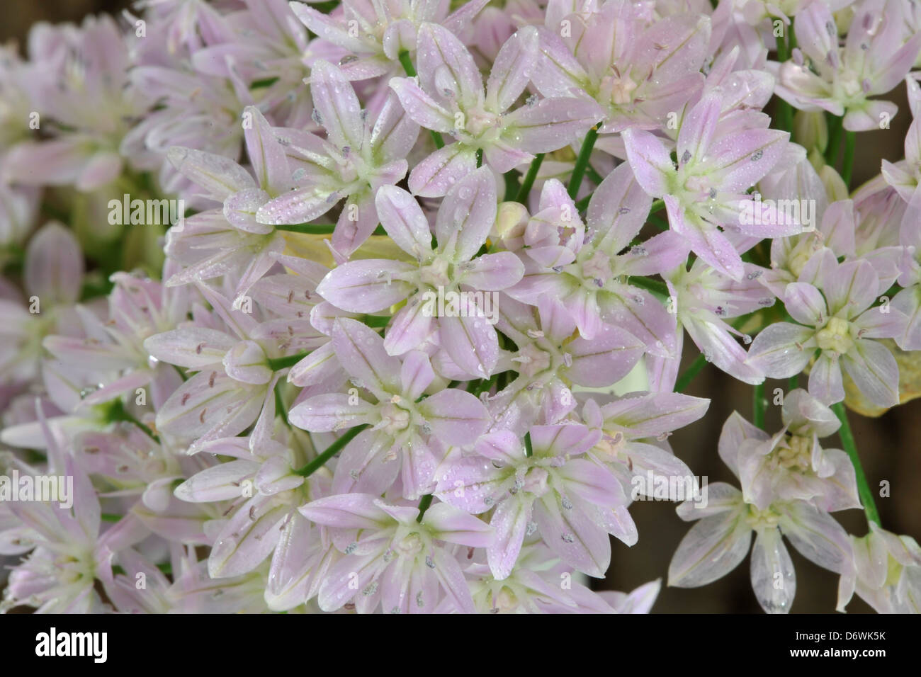 Close-up of Allium unifolium spring-flowering bulb Stock Photo