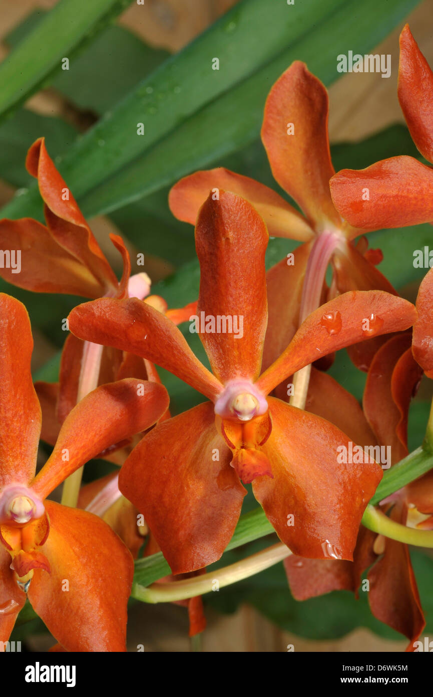 Kagawara Yuthayong Beauty 'TOF' (Rtnda. Lyn Andrade x Ascda. Meda Arnold) orchid flowers Stock Photo