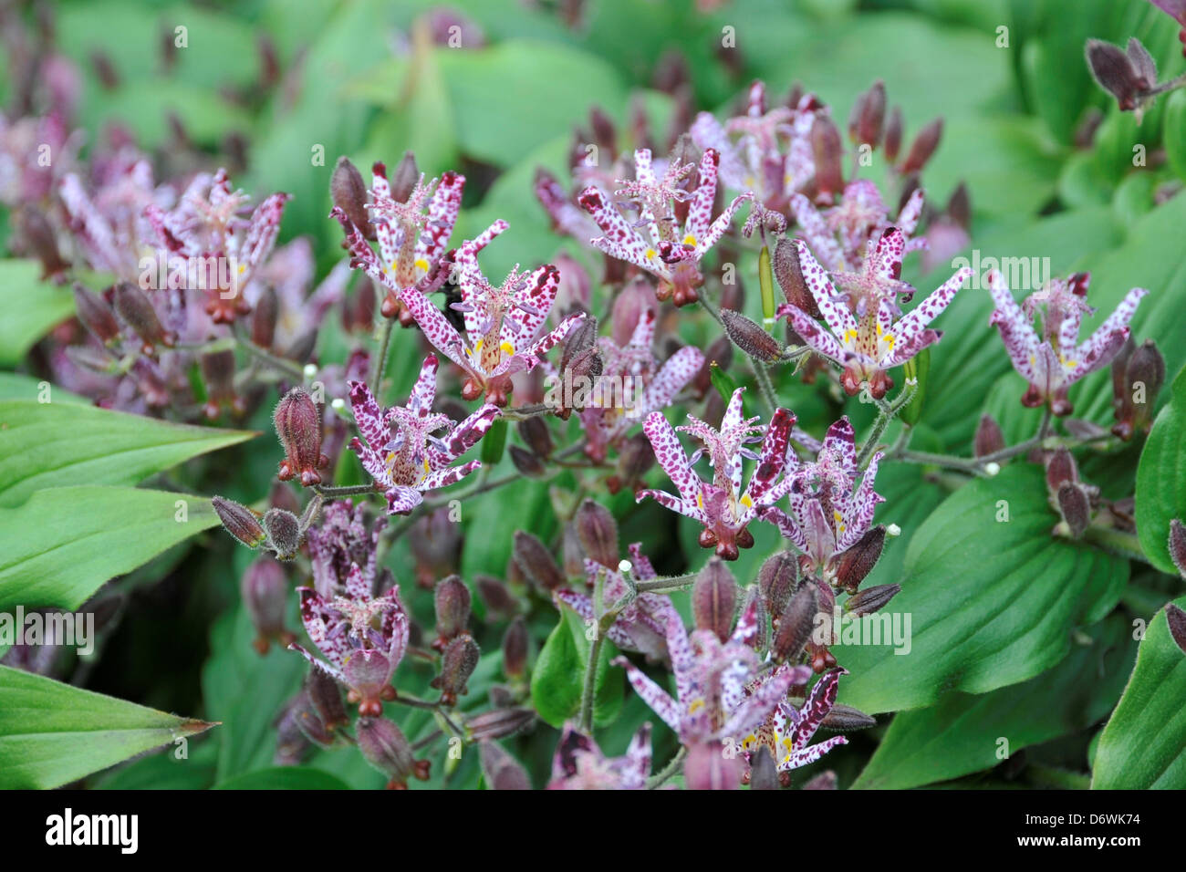 Toad Lily hyb. 'Sino Nome', Japanese hybrid of Tricyrtis hirta, blooms in late summer Stock Photo