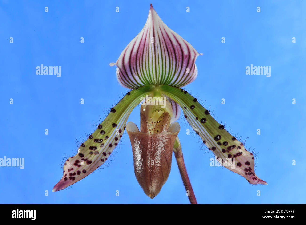 Orchid: Tropical 'Lady Slipper' Paphiopedilum Somer's Isles 'Talisman Cove' (Makuli '1-88' X Maudiae 'Los Osos') Stock Photo