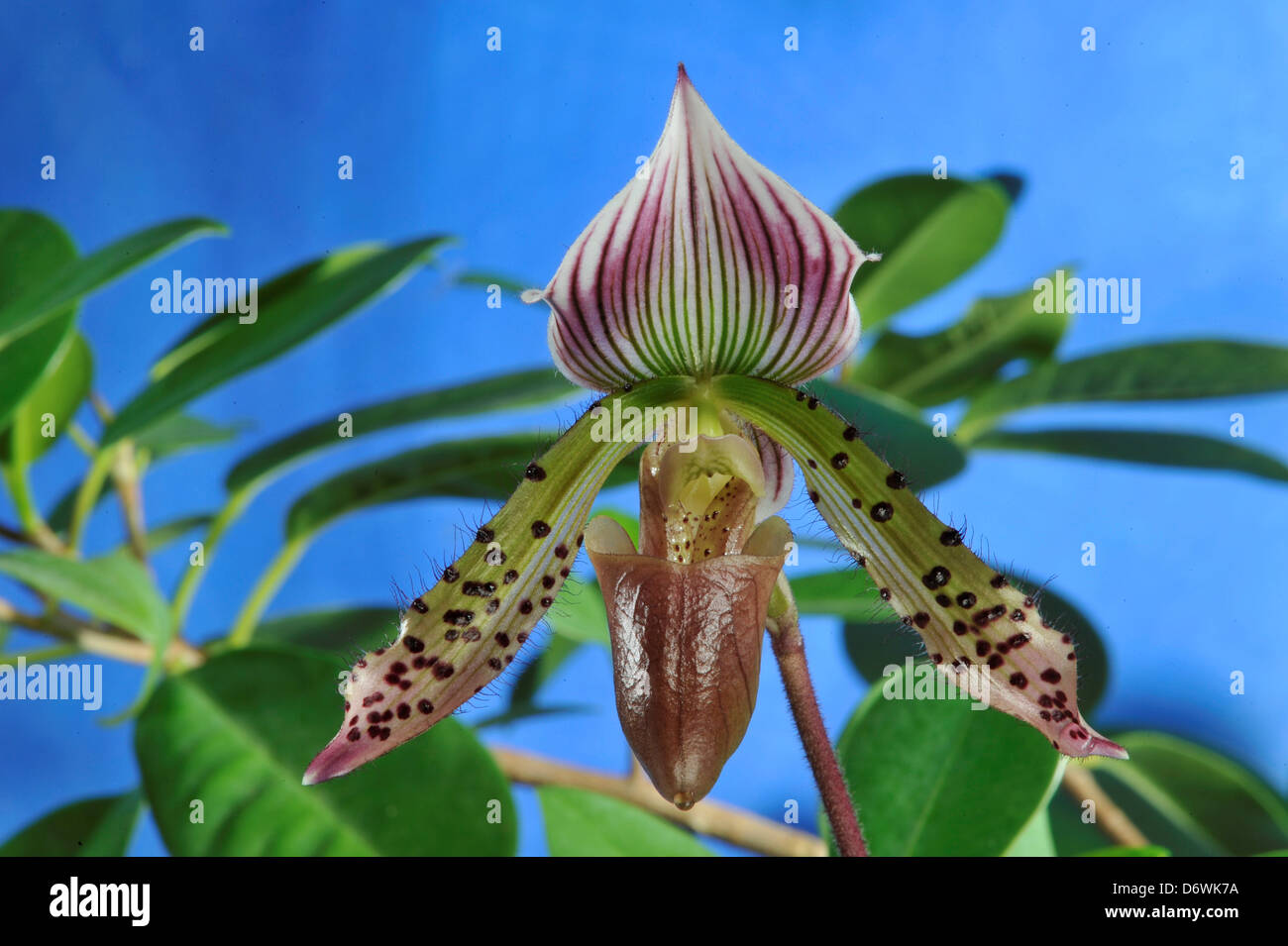 Orchid: Tropical 'Lady Slipper' Paphiopedilum Somer's Isles 'Talisman Cove' (Makuli '1-88' X Maudiae 'Los Osos') Stock Photo