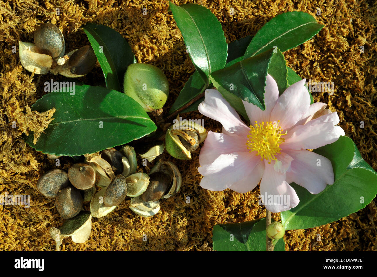 Camellia seed pods with ripe seeds Stock Photo - Alamy