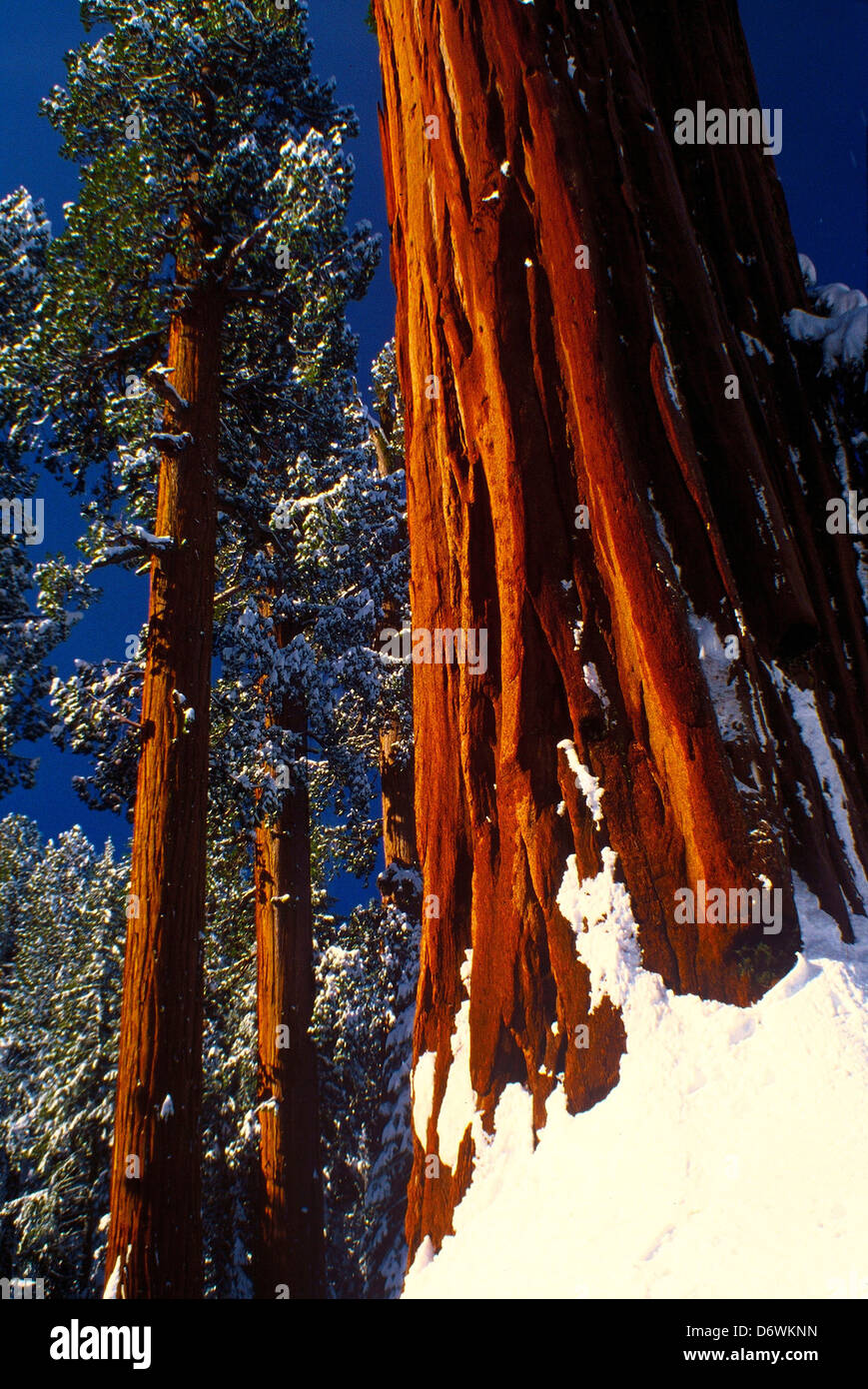 USA, California, Sequoia National Park, Sequoias in snow Stock Photo