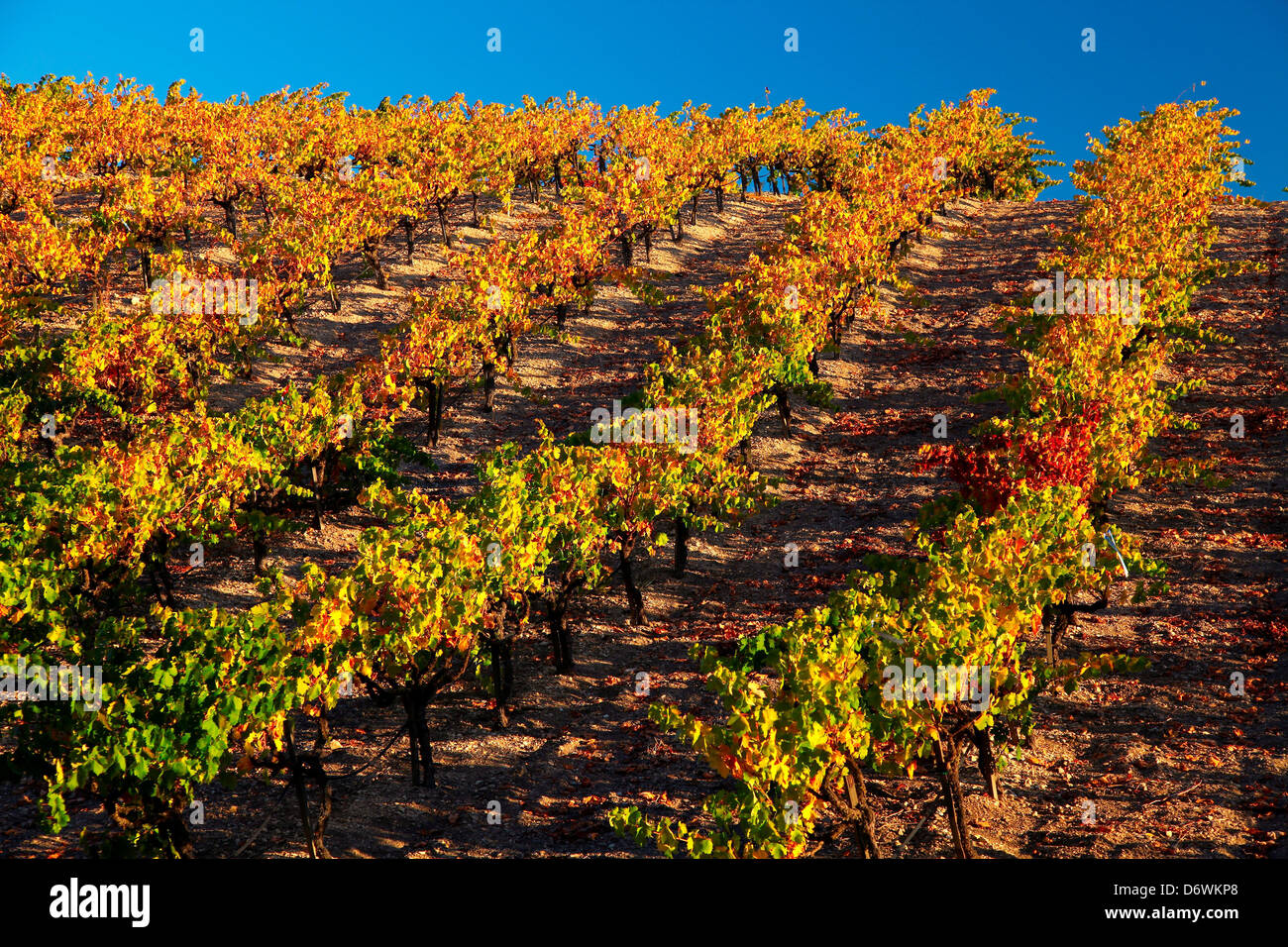 USA, California, San Luis Obispo County, Vineyard in Autumn Colors Stock Photo