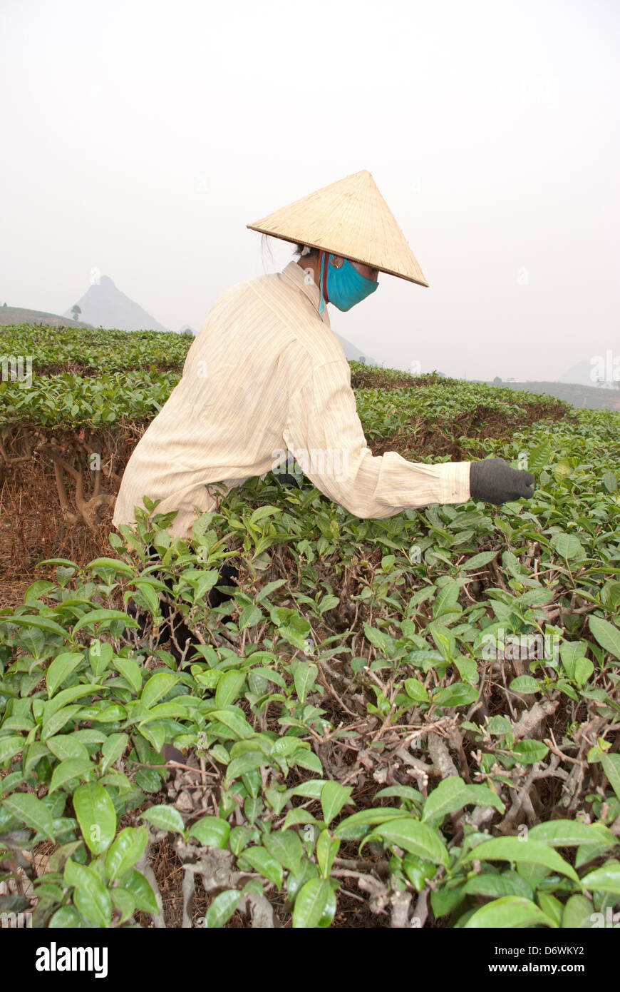 Vietnam, Tea harvester Stock Photo Alamy