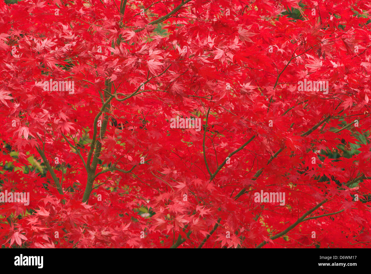 Japanese maple tree and oregon hi-res stock photography and images - Alamy