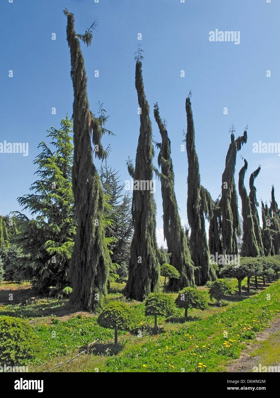 Ornamental trees in a nursery, Washington State, USA Stock Photo Alamy