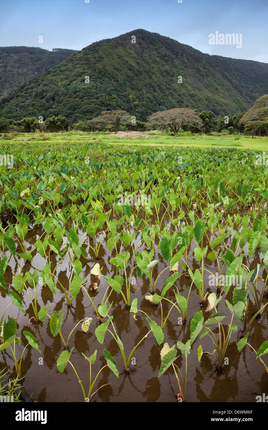 Hawaii, Taro field in Waipio Valley Stock Photo Alamy