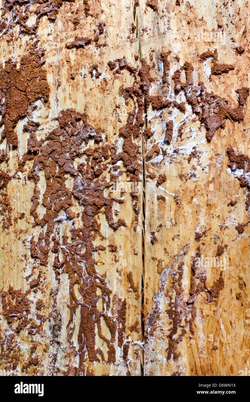 Bark of a pine was eaten by larvae of a bug of the bark termites beetle background. Stock Photo