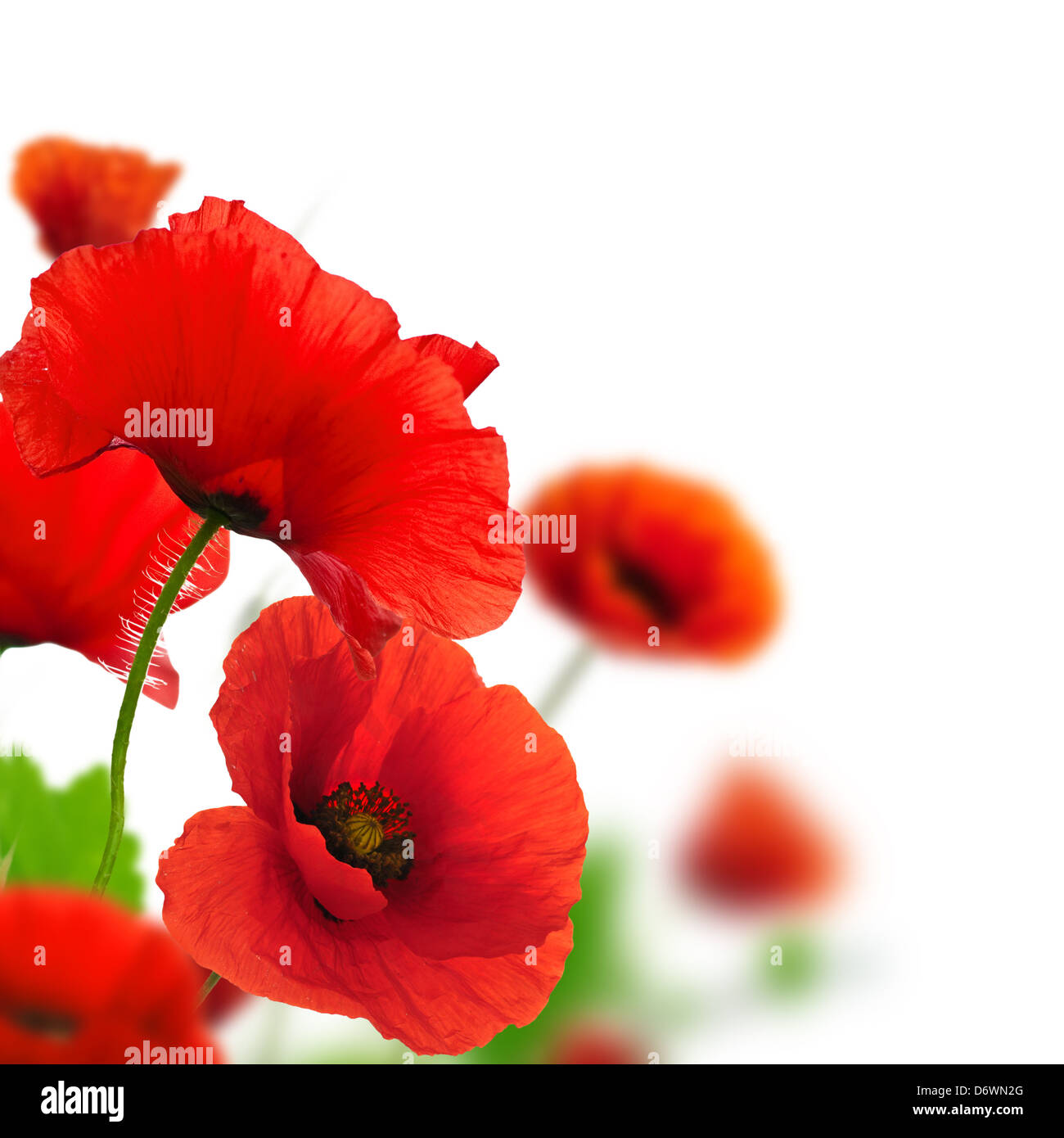 red poppies over white background Stock Photo