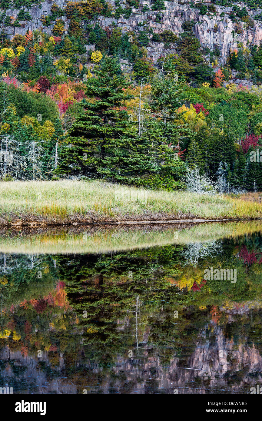 Granite and autumn foliage reflected in salt pond, Acadia NP, Maine, USA Stock Photo
